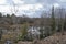 Desolate Swamp in a Forest in Ontario