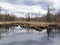 Desolate Swamp in a Forest in Ontario