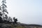 Desolate Trees and Fog - Acadia National Park