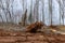 Desolated landscape of forests being cut down fresh chop tree root