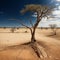 Desolation: A Barren Landscape of Dry Land and Dead Trees