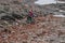 Desperate cyclists down on horseback from one of the mountains of the Turkish coast