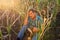 Desperate senior farmer standing in drought-damaged corn crop.