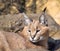 Desrt lynx - Caracal caracal