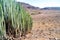 Dessert landscape with cactus