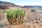 Dessert landscape with cactus