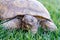 Dessert tortoise on green grass