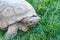 Dessert tortoise on green grass