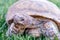 Dessert tortoise on green grass