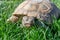 Dessert tortoise on green grass