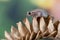 Dessert tree frog on dried leaf