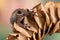 Dessert tree frog on dried leaf