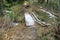 Destroyed bridge on a hiking trail in a dense forest