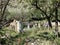 Destroyed building in mountainous terrain on sunny day. Ruined house in desolate place among green trees in summer