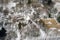 Destroyed burned house in the winter snow forest, top view