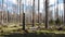 destroyed forest by bark beetle disease