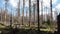 Destroyed forest by bark beetle disease