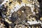 Destroyed hornet\'s nest. Drawn on the surface of a honeycomb hornet\'s nest. Larvae and pupae of wasps. Vespula vulgaris