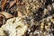 Destroyed hornet\'s nest. Drawn on the surface of a honeycomb hornet\'s nest. Larvae and pupae of wasps. Vespula vulgaris