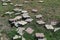 Destroyed paving slabs on the lawn after a wave of protests, the main weapon of the riot instigators