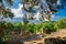 Destroyed Roman amphitheater in the ancient city of Phaselis, Turkey, Kemer, Tekirova. Ancient ruins and majestic pines on a clear