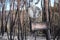 Destroyed Signs on a Burnt Forest