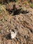 Destroyed turtle nest with broken eggshell lying on sandy soil