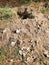 Destroyed turtle nest with broken eggshell lying on sandy soil