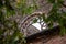 Destroyed window rosette at the abandoned Cistercian monastery San Galgano in the Tuscany