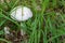 Destroying Angel - Amanita bisporigera