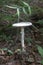 Destroying Angel Deadly Mushroom