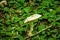 Destroying Angel Mushroom