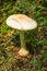 Destroying Angel Mushroom