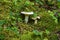 Destroying Angel Mushrooms