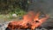 Destruction of jungle forest for farmland. Close-up of fire. The tire is on fire. Fire and smoke in the forest