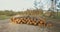 Destruction of a pine forest by logging