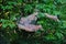 Destruction of tree branch by web worm nest