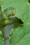 Destructive garden pest the Mexican Bean Beetle orange with blacks spots
