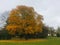 Detached tree, historical plase, commercial side, right Bank of the river