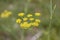 Detai of anise flowering plant