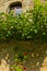 Detail of 13th century RaÄa monastery wall with vine and red flowers