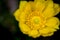 Detail of Adonis vernalis in bloom. Close-up blossom detail. Beautiful yellow blooming pheasants eye flower in spring meadow.
