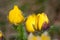 Detail of Adonis vernalis almost in bloom. Close-up blossom detail of two flowers. Beautiful yellow blooming pheasants eye flower.