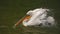 The detail of adult dalmatian pelican on Tierpark Bern