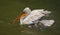 The detail of adult dalmatian pelican on Tierpark Bern