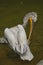 The detail of adult dalmatian pelican on Tierpark Bern