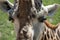 Detail of an African giraffe photographed on the prairie