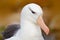 Detail of albatross. Bird portrait. Albatross sitting on the cliff. Albatross from Falkland Island. Portrait of sea bird albatross