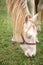 Detail of albino horse