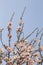 Detail of almond tree blooming